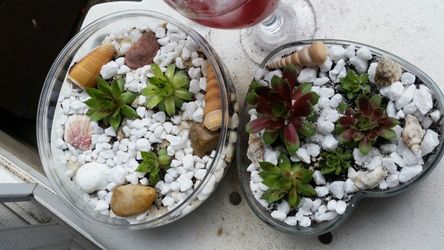 Succulent garden