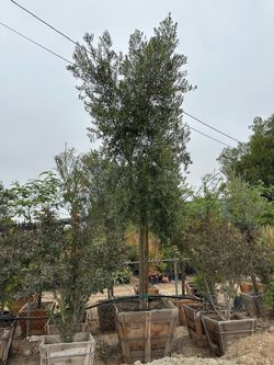 Olea europaea ‘Wilsonii’ - Wilson Fruitless Olive Tree, shade tree 36” box