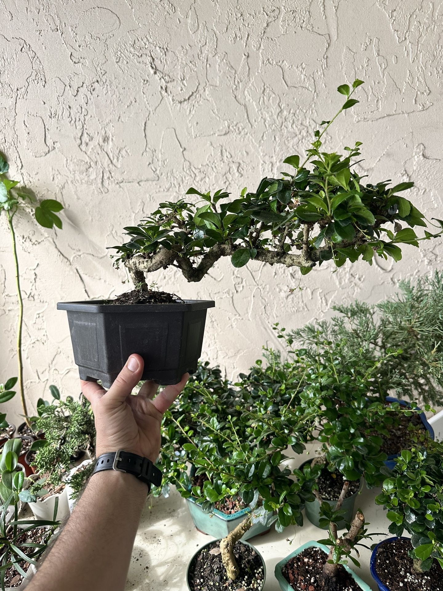 Bonsai Fukien Tea Tree