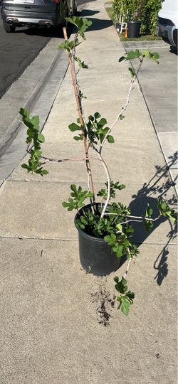 3 feet fig tree