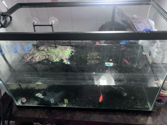juvenile turtle for buy
