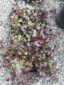 Ajuga ground cover