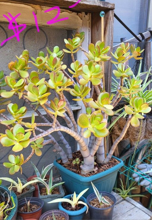 Succulents $10 & Up