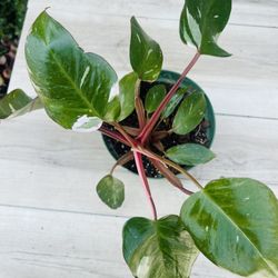 Philodendron Pink Princess Plant