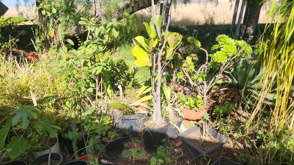 Plants Tree Succulent Many Plants For Sale