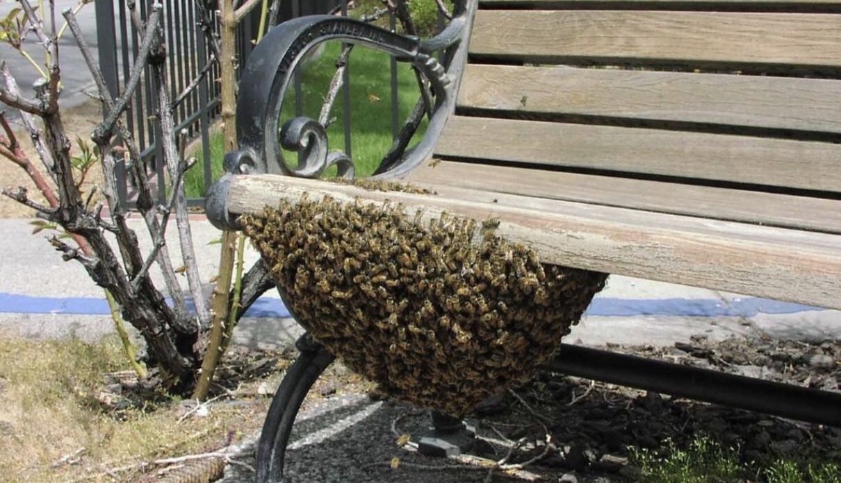 HONEY BEE SWARMS