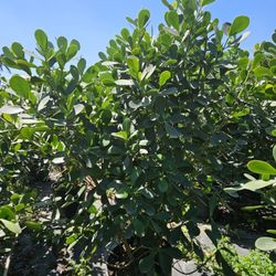 clusias 6 feetvtall Instant Privacy hegde for fence 