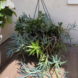Large Hanging Succulent Basket  $12