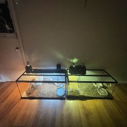 Bearded Dragon Enclosure 