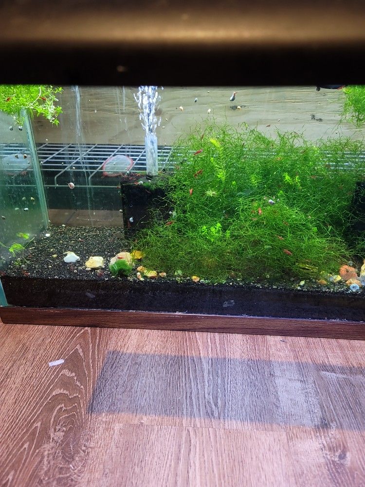 Multiple Fish Tanks For Sale