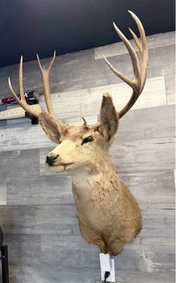 Deer Shoulder Mount Taxidermy
