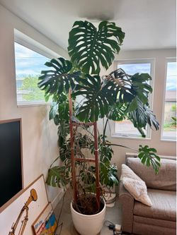 Monstera Philodendron