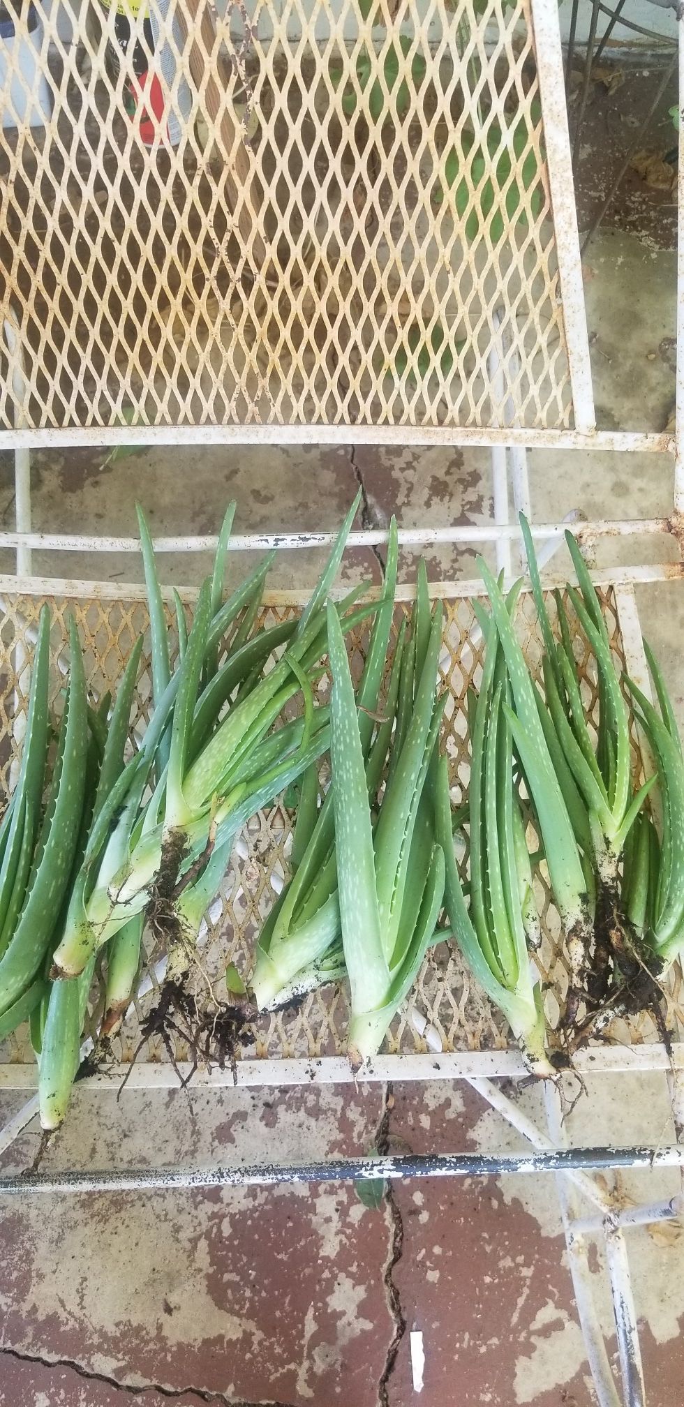 Sabila (planta) / Aloe vera plant