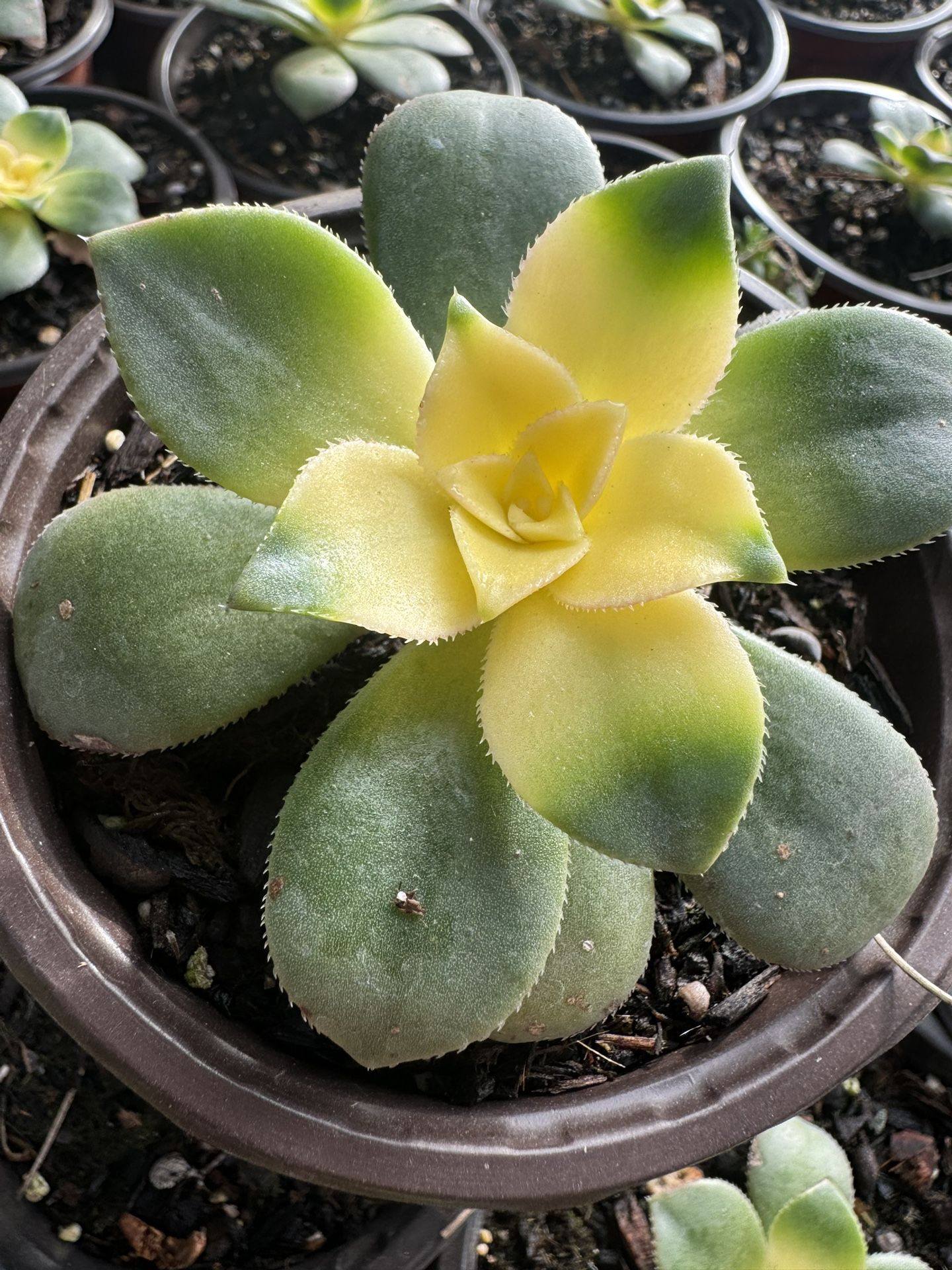 Succulents Plants 4”pot