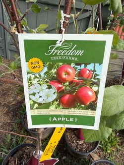 Non GMO Apple Trees