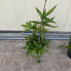 Callisia Fragrans Plant Live Cutting, House Plant Live, 