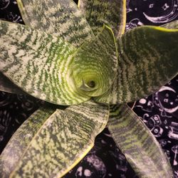 Snake Plant aka Mother in Law's Tongue 