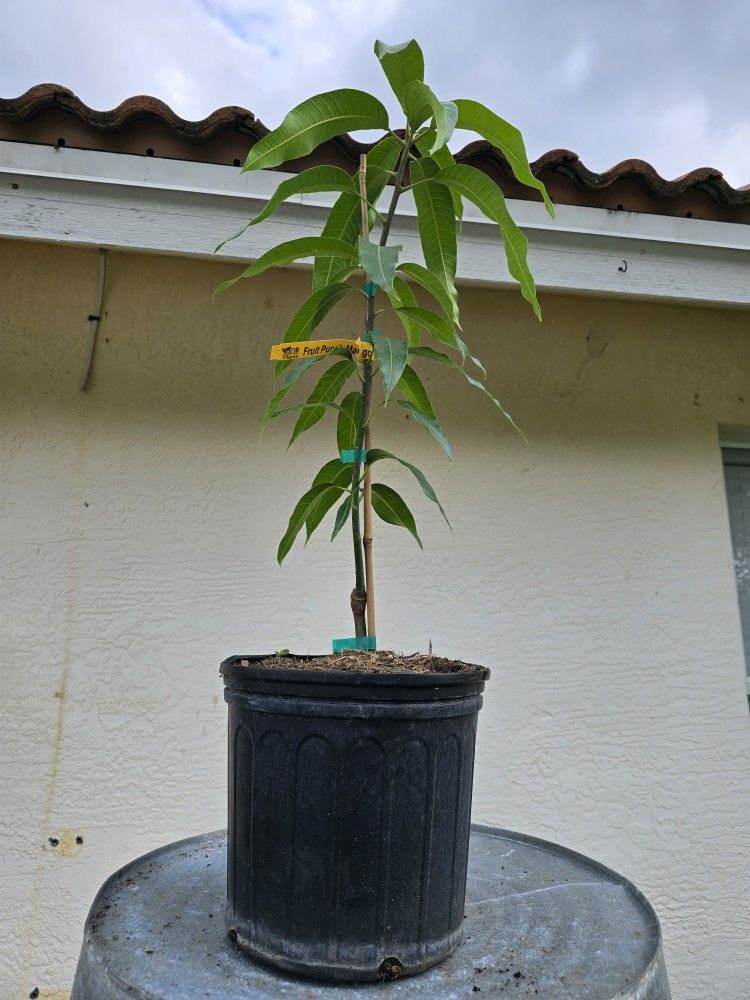Fruit Punch Grafted Mango 3 Gallon