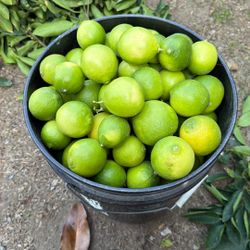 Home Grown Limes