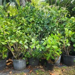 Beautiful Clusias Plants For Inmediate Privacy!!! 4 Feet Tall 