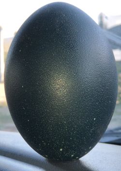Emu Egg Shell