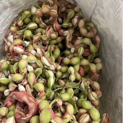 Guamuchiles O Pinzanes,,, $10 La Libra 