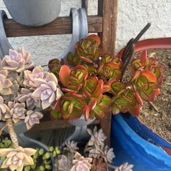 Tea Pot Plant 