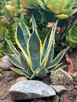 AGAVE plant with roots medium and small