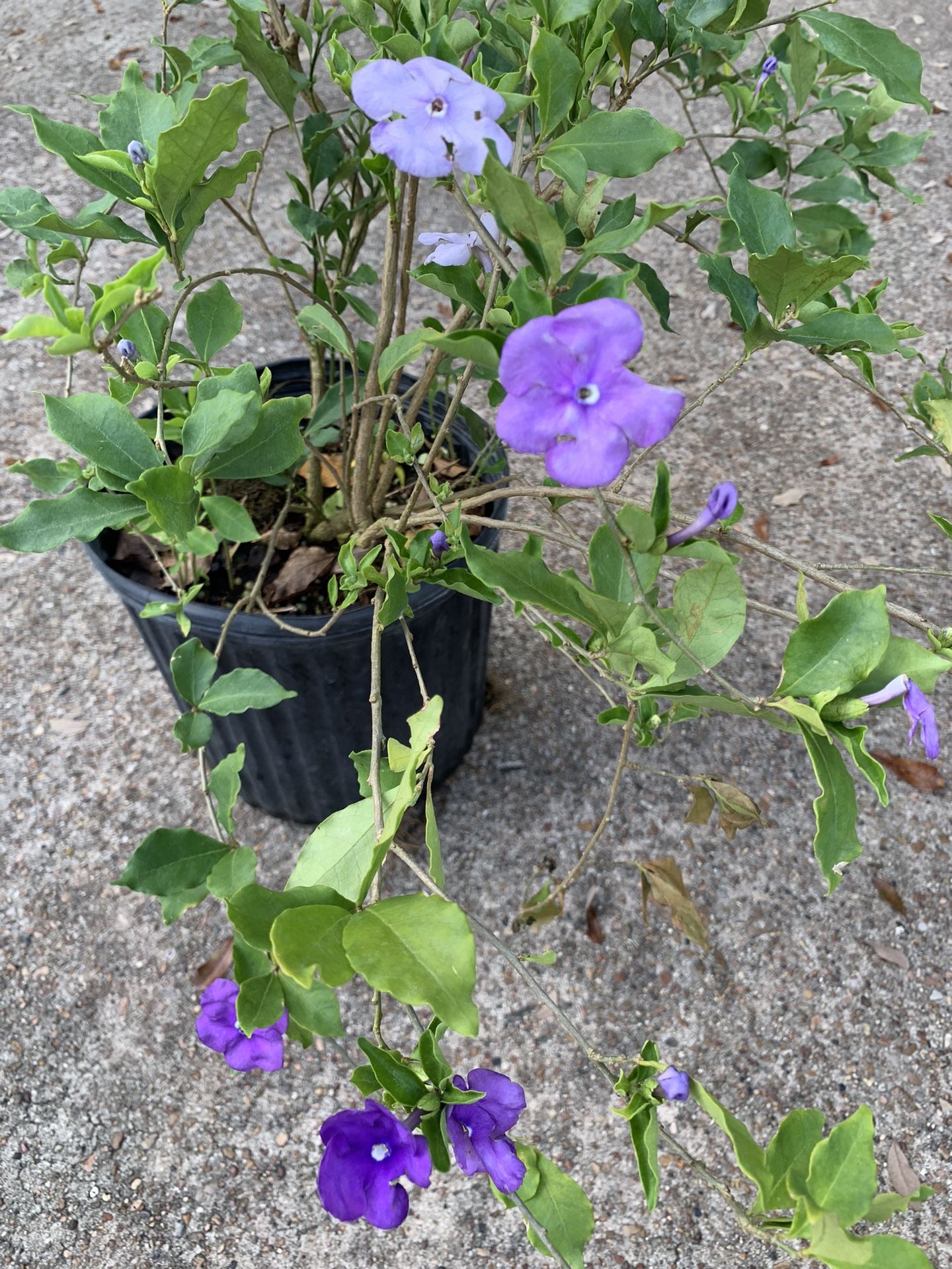 Yesterday Today And Tomorrow Plant