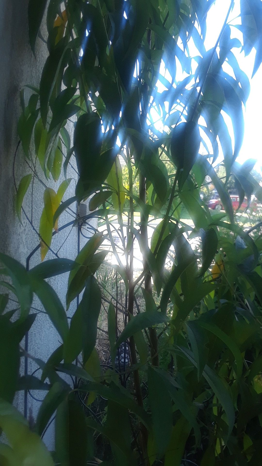 GEORGIA CLING PEACH 8 FEET TALL IN A 5 GALLON POT