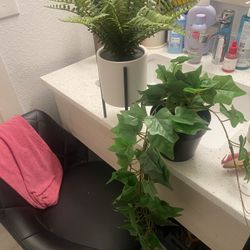 Potted Fern and Ivy Plants Fake