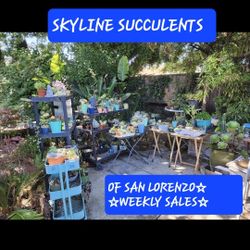 PLANT SALE SUCCULENT SALE THIS WEEK AND SUNDAY TOO  DM FOR APPT THRU OFFER UP 