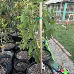 Cherimoya And Atemoya Trees, Grafted In 15 Gallon 