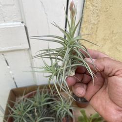 Air Plant