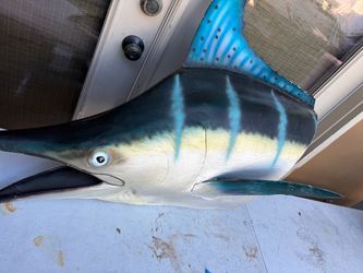 Marlin head