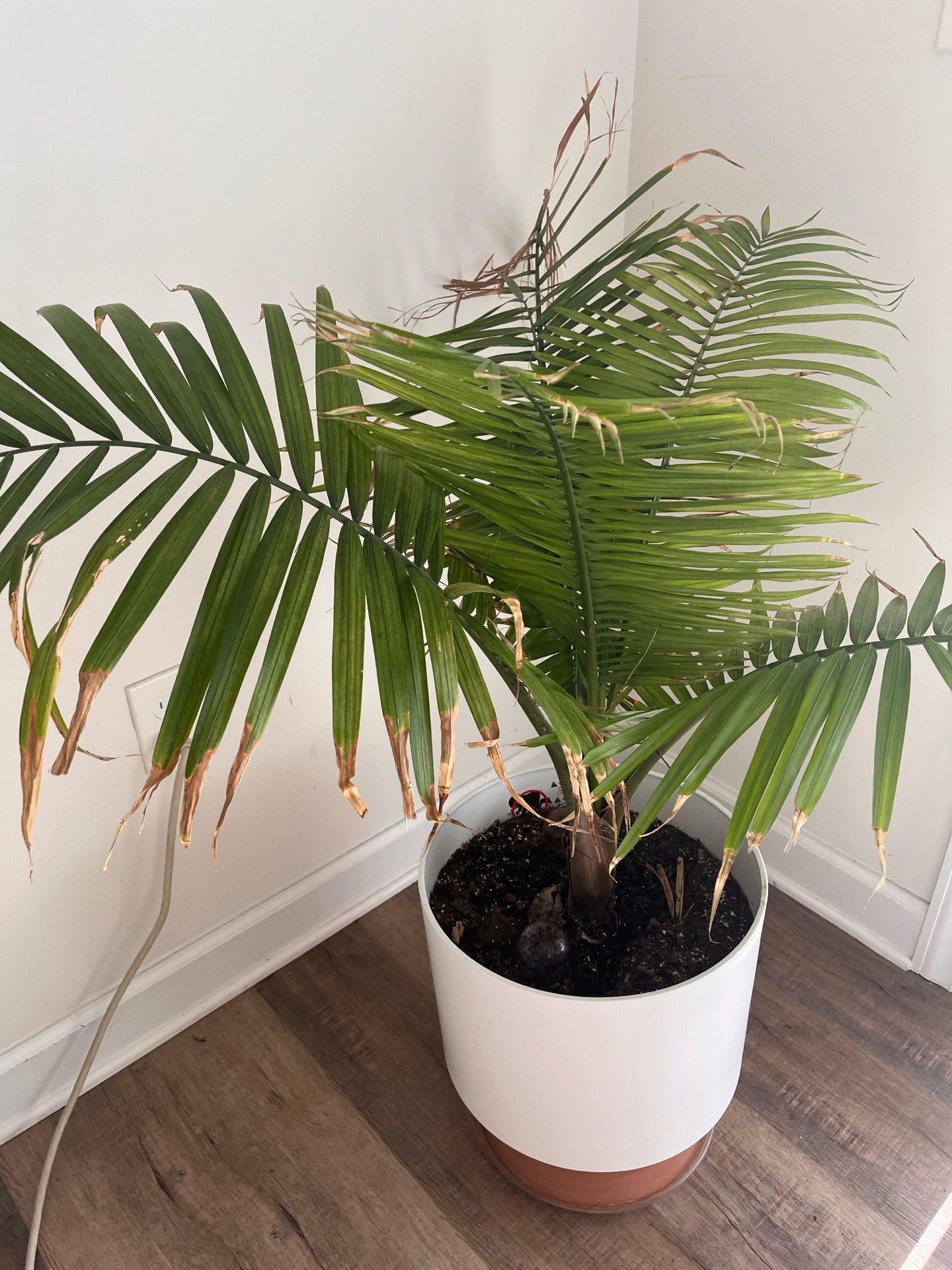 Palm Tree