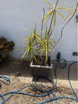 Plant