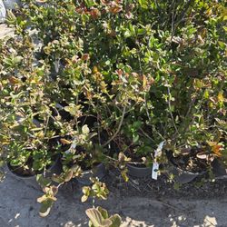 Viburnum Sandankwa 3gallones 