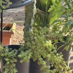 Elephant Food Plants $30 Each