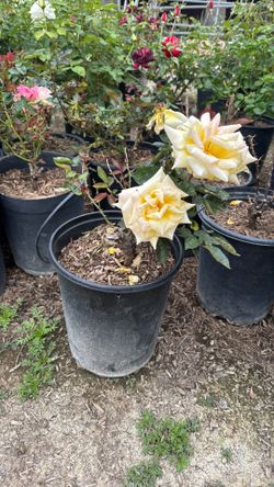 Banana Colored rose