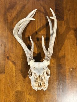 Deer skull