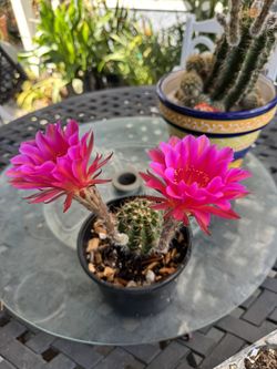 CACTUS PLANT