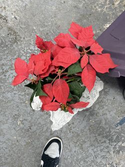 Ponciana Flowers