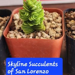 SPIRALIS ONLY $5 ALL THIS WEEK IN SAN LORENZO 