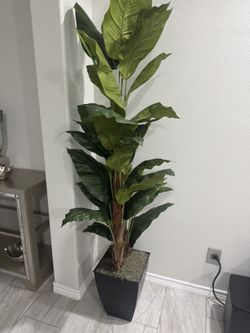 Plant