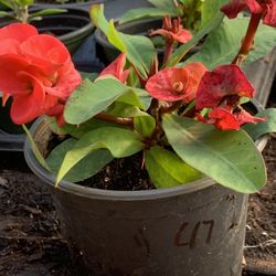  Crown of Thorns Queen Millionaire Euphorbia Milii Hybrid