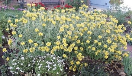 Mature Jerusalem Sage Plant