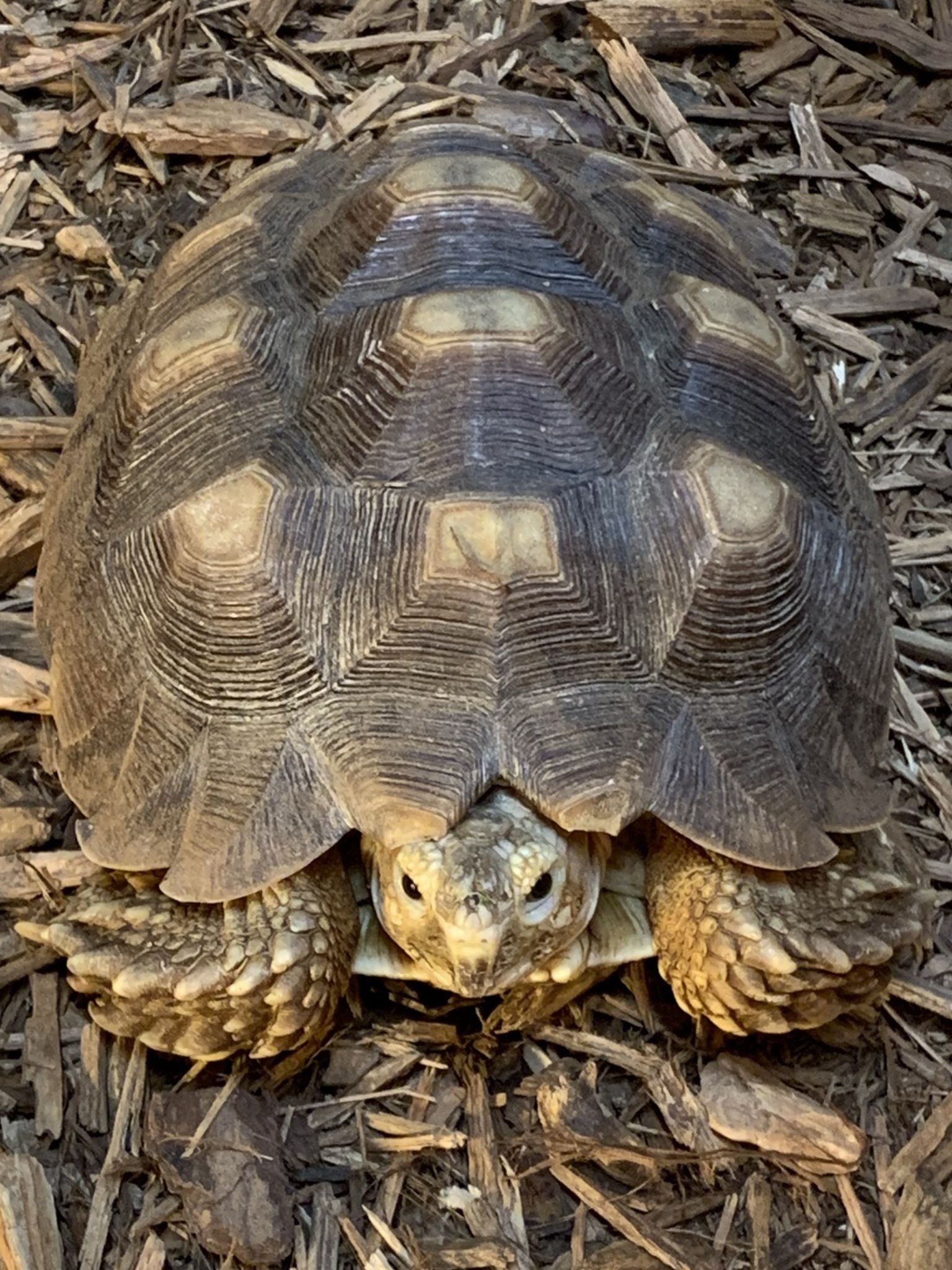 African spurred Tortoise / turtle / tortuga