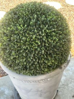 Silk plant