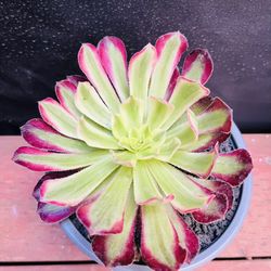 Aeonium Mardi Gras Long Leaves